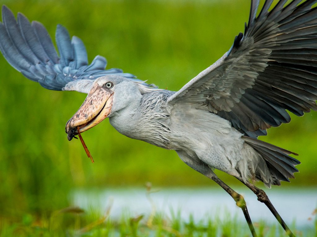 1-day-mabamba-birding-tour