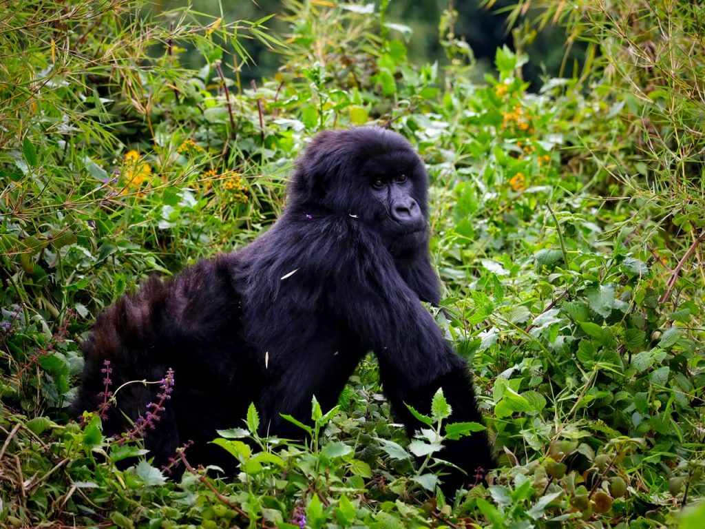 1-day-rwanda-gorilla-trekking-tour