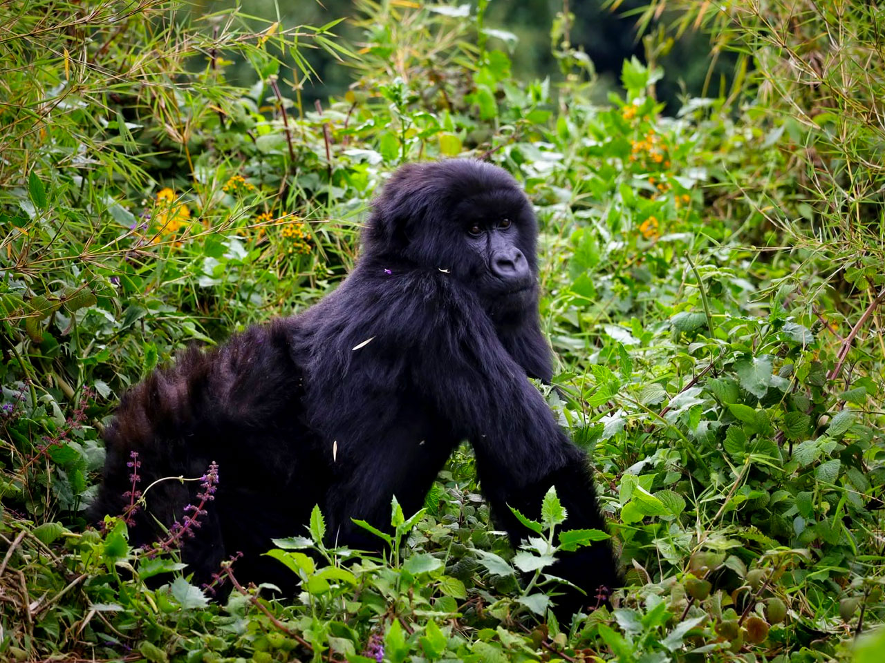 1-day-rwanda-gorilla-trekking-tour