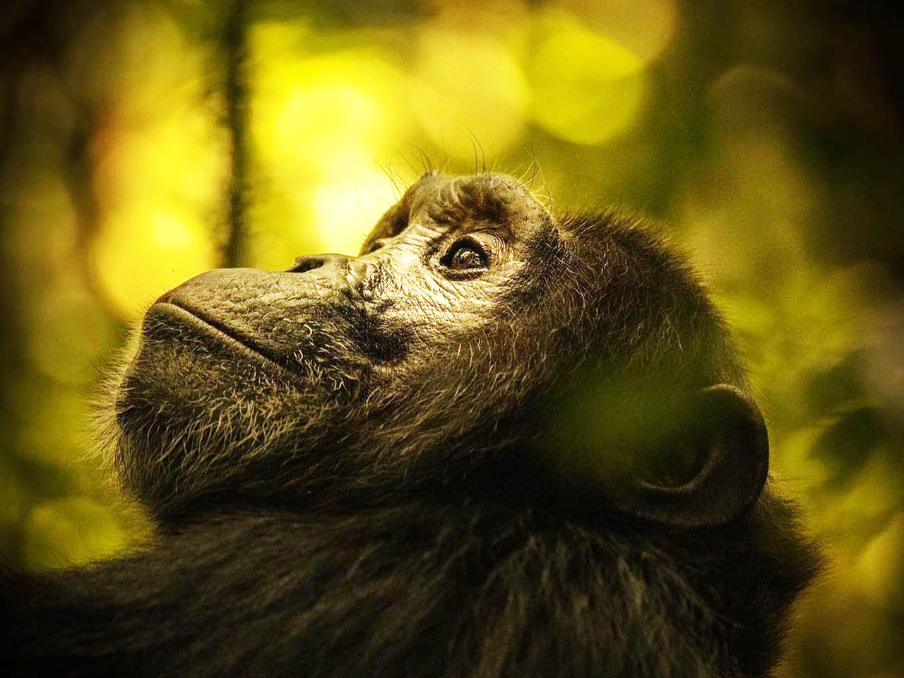 2-days-nyungwe-chimpanzee-trekking-tour