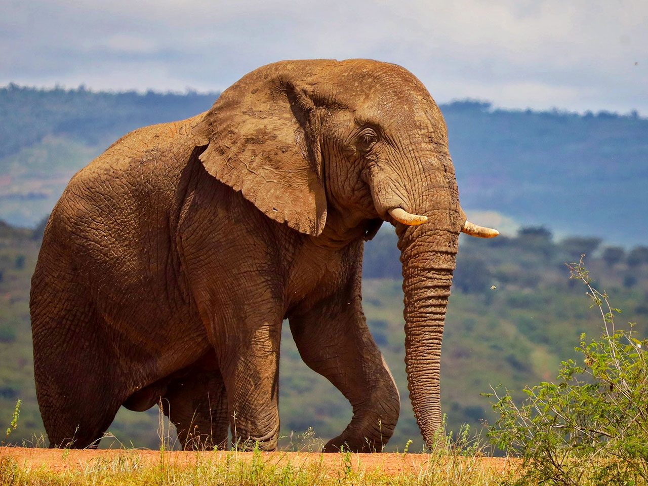 3-days-akagera-wildlife-safari