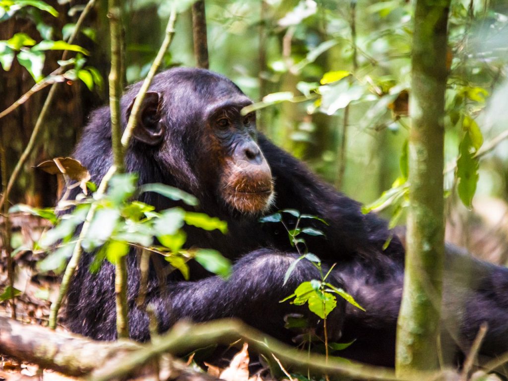 3-days-budongo-chimp-trekking-tour