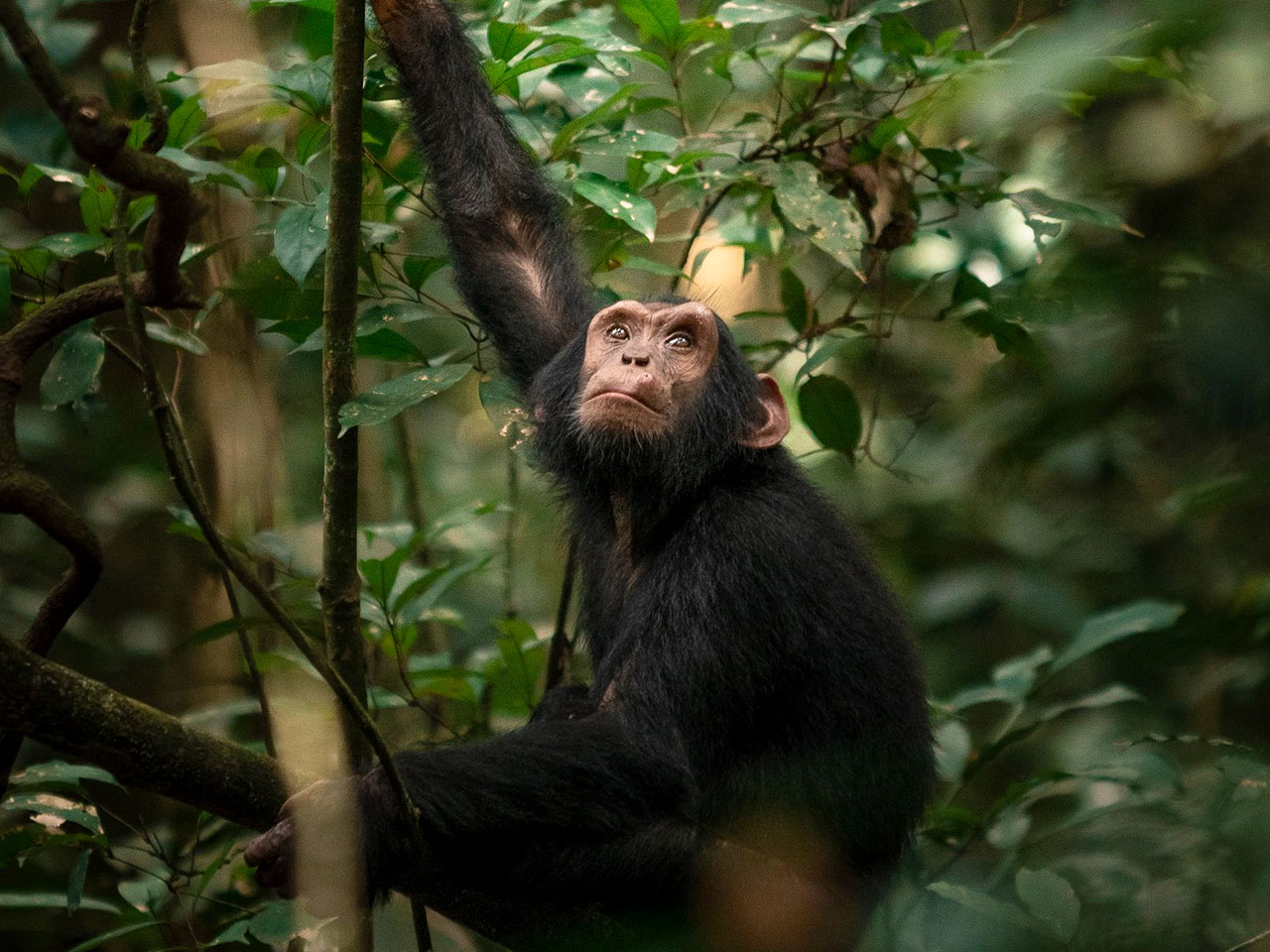 3-days-chimpanzee-habituation-safari