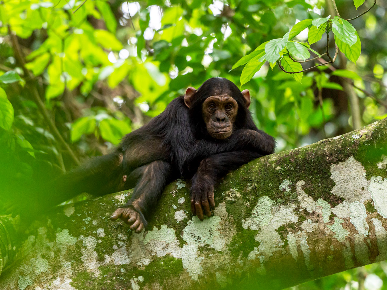 3-days-chimpanzee-trekking-kibale