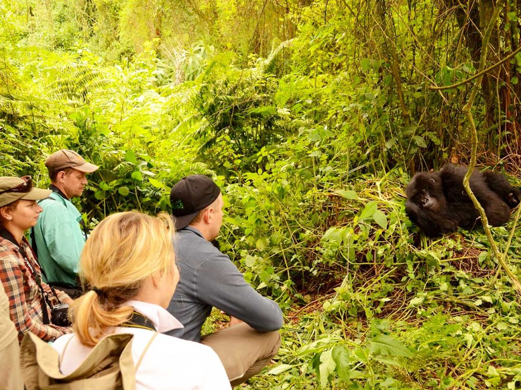 3-days-gorilla-habituation-safari