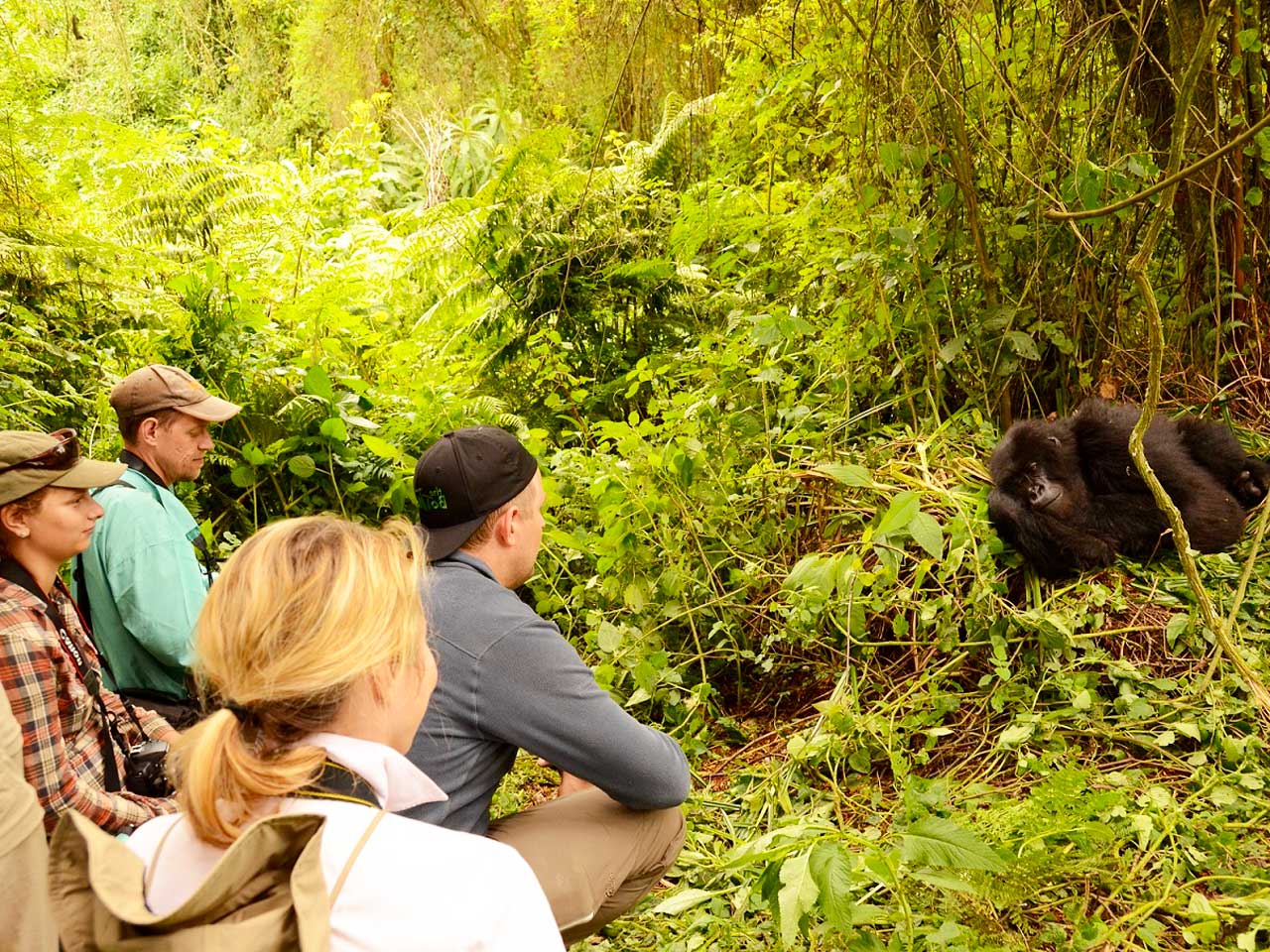 3-days-gorilla-habituation-safari