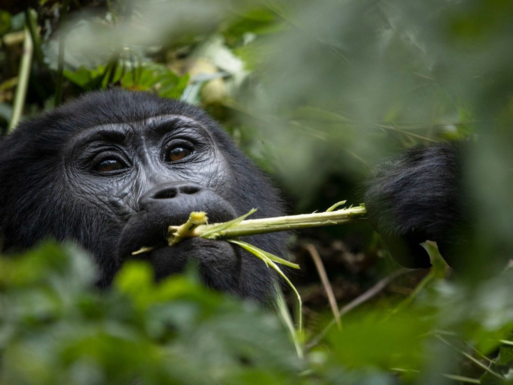 3-days-uganda-gorilla-trekking-tour
