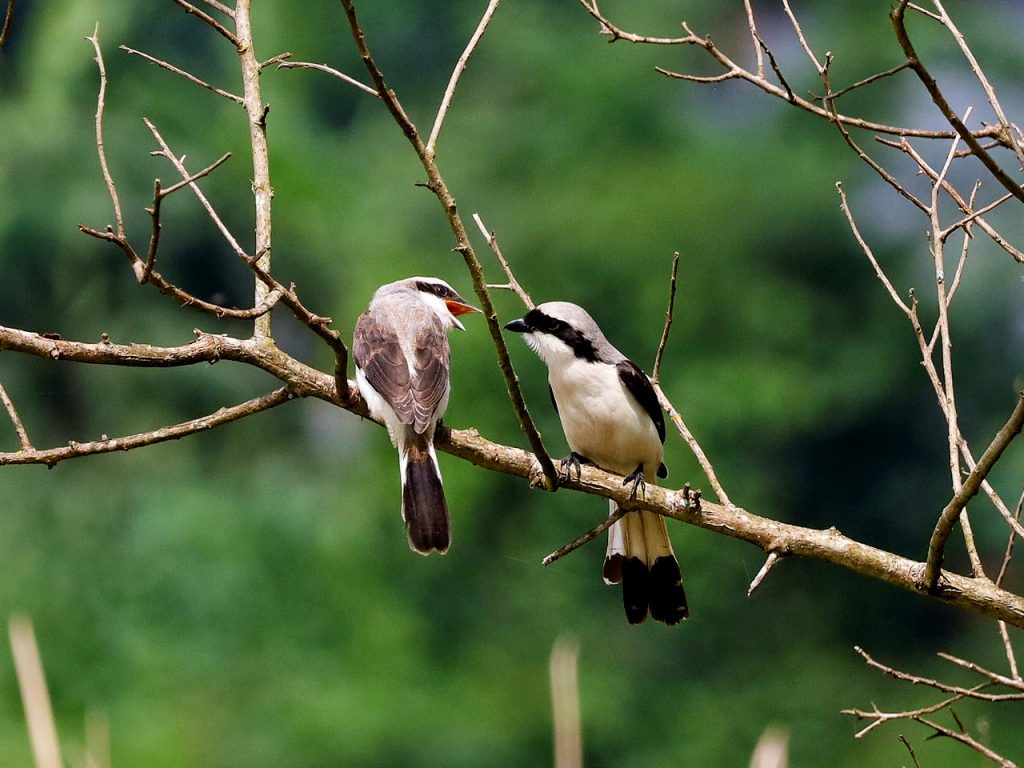 4-days-bird-watching-safari-in-rwanda
