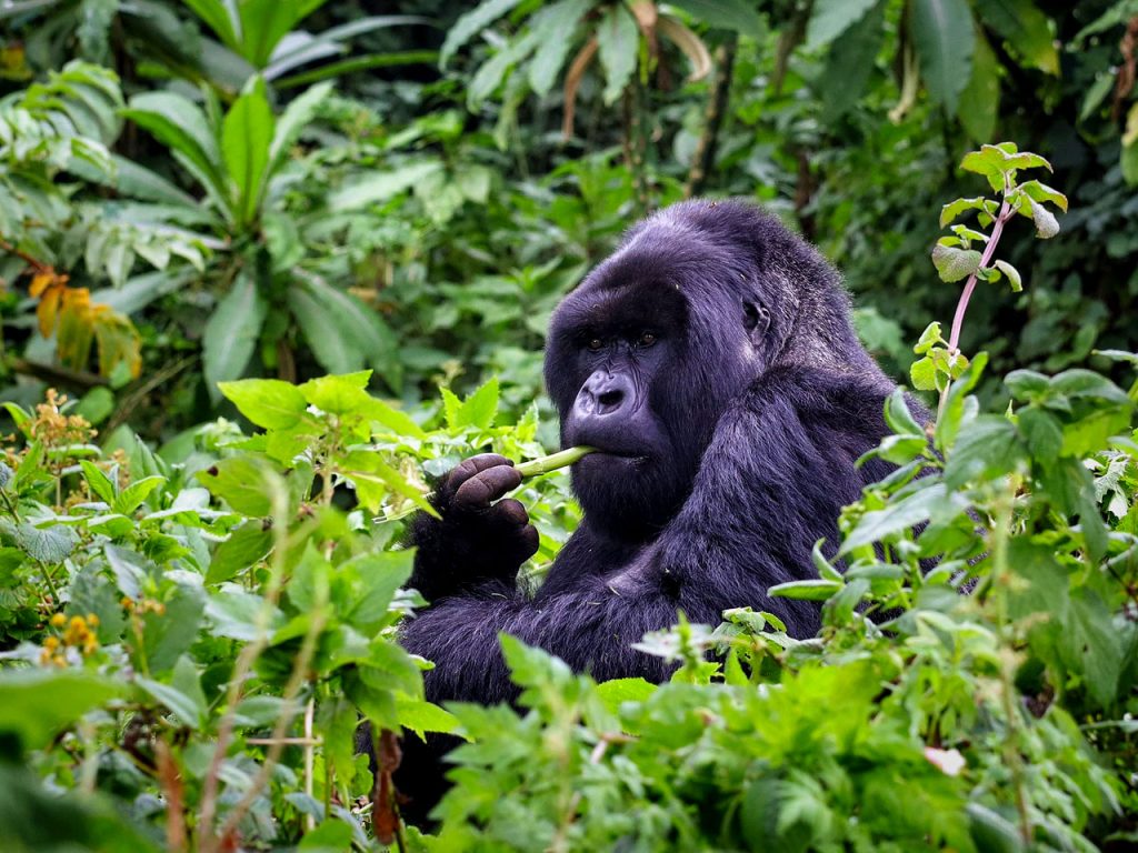 4-days-rwanda-gorilla-trekking-safari