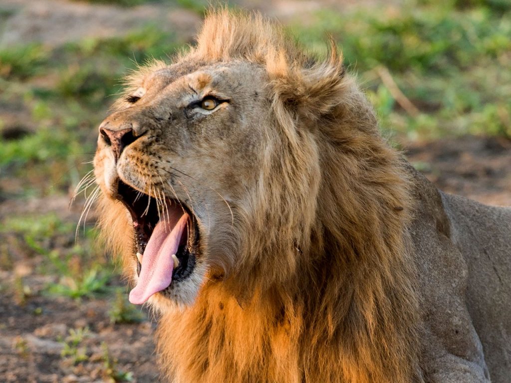 4-days-uganda-wildlife-gorilla-safari