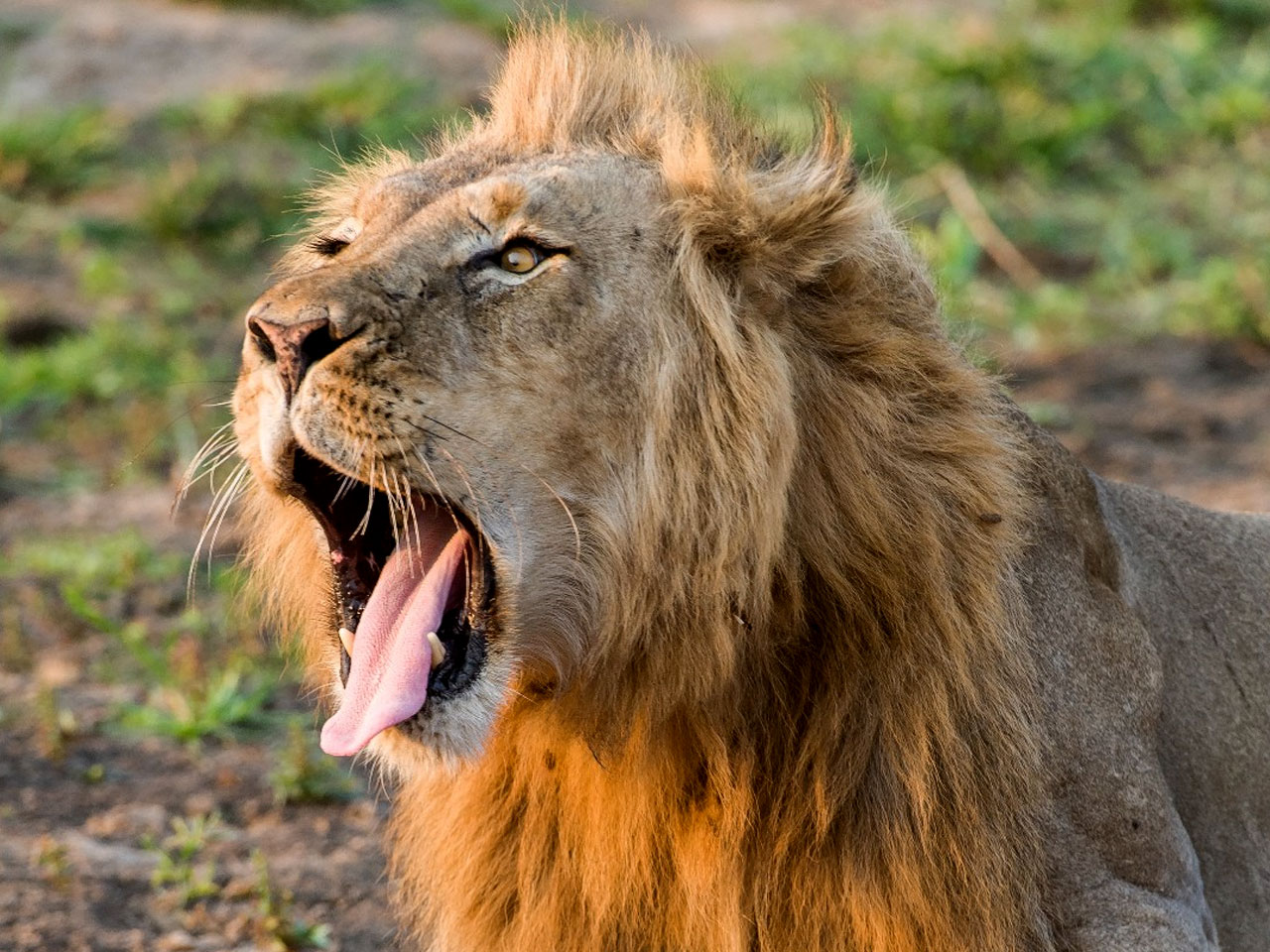 4-days-uganda-wildlife-gorilla-safari