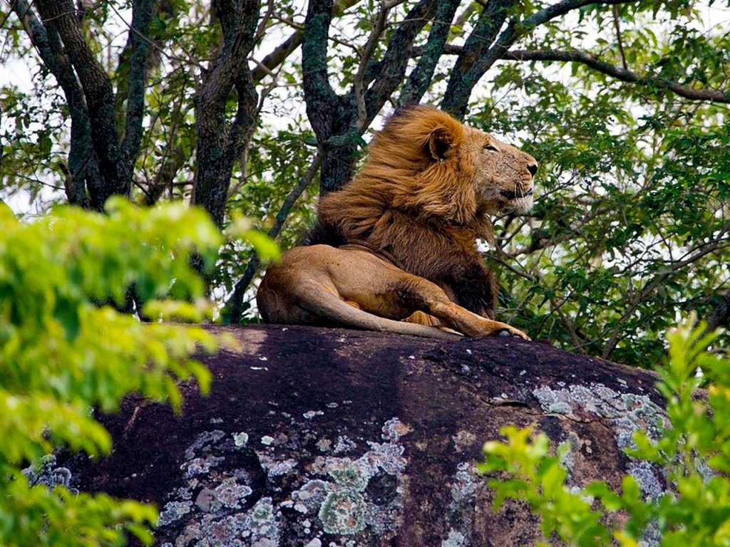 5-days-kidepo-wildlife-safari
