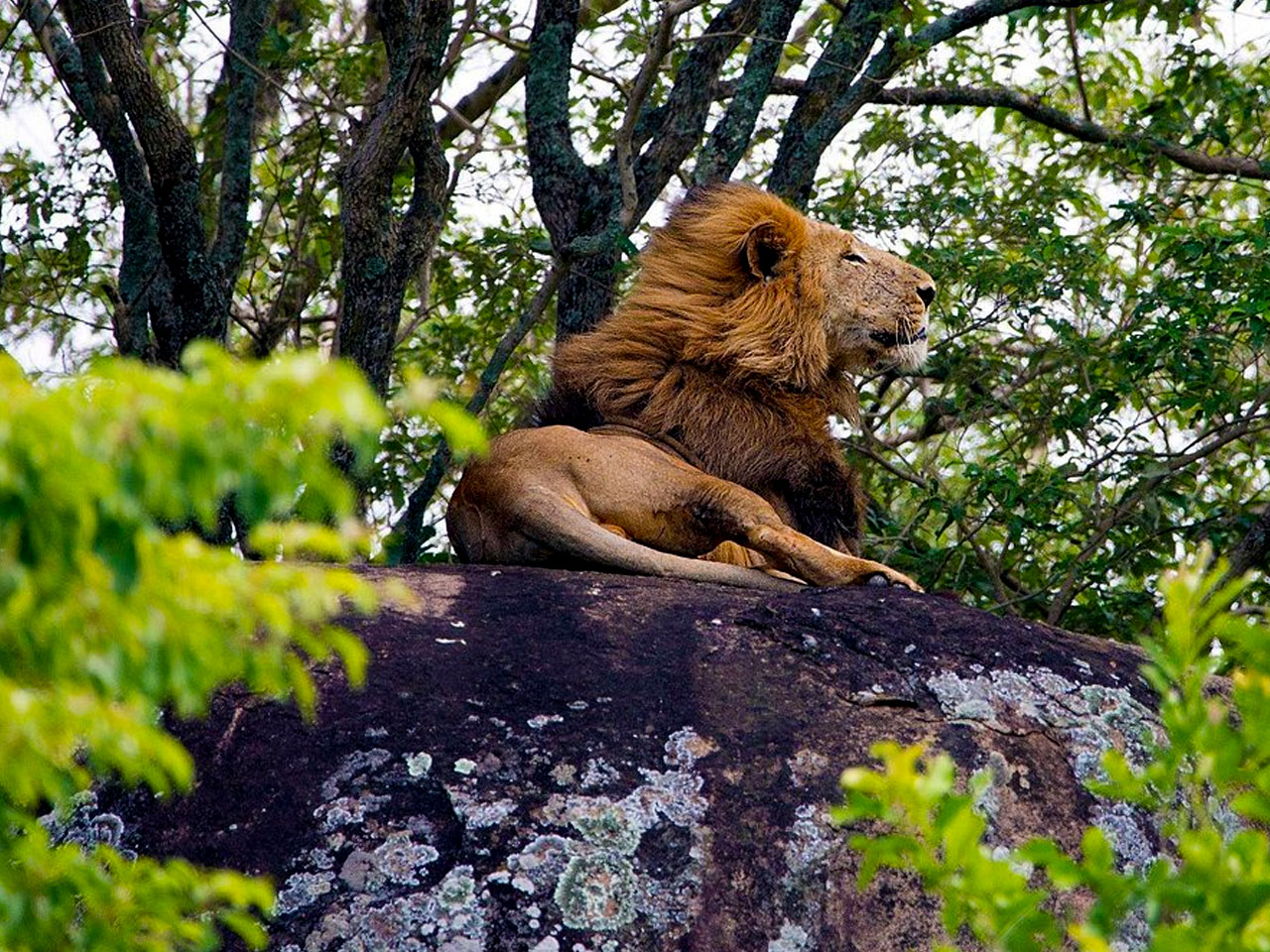 5-days-kidepo-wildlife-safari