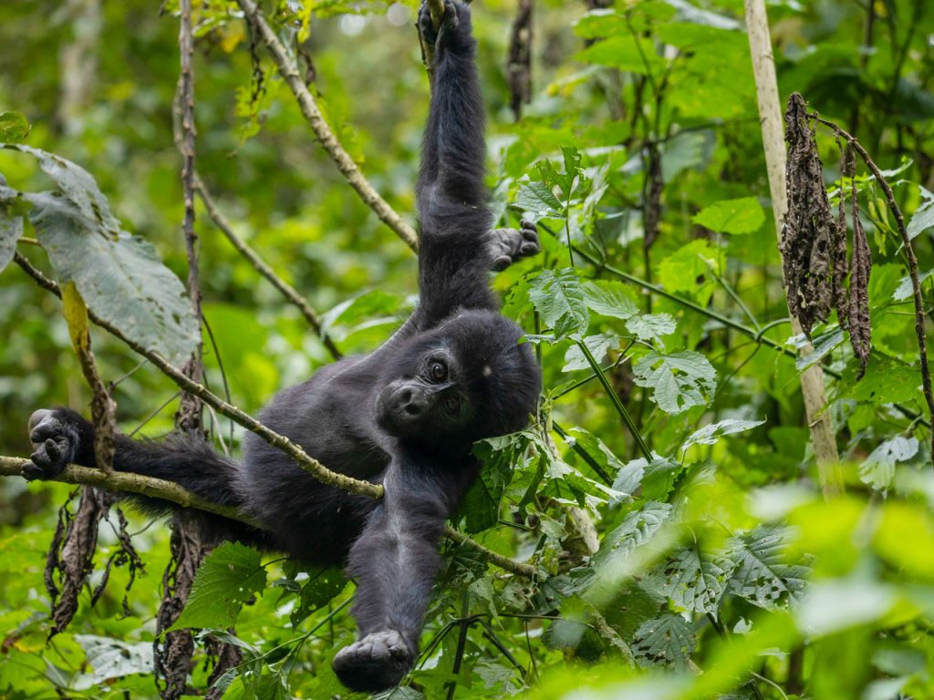 5-days-uganda-double-gorilla-trek