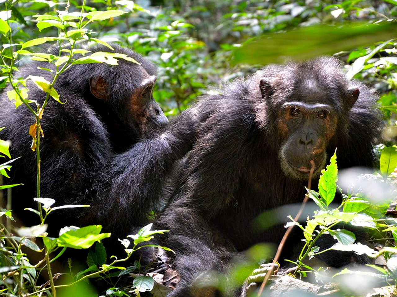 6-days-chimpanzee-habituation-and-gorilla-habituation