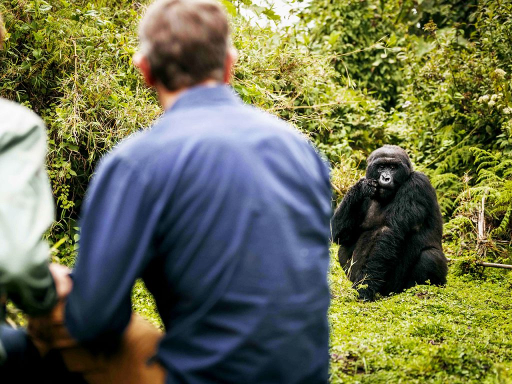 7-days-rwanda-gorilla-chimpanzee-safari