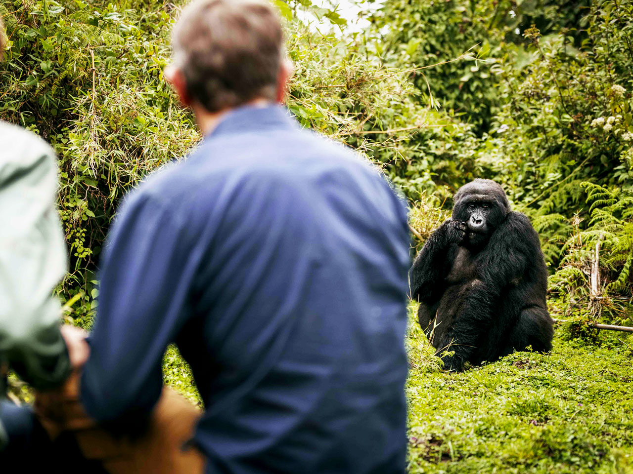 7-days-rwanda-gorilla-chimpanzee-safari