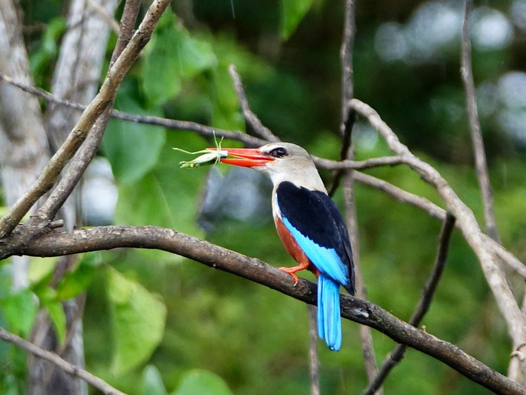 7-days-uganda-birding-tour