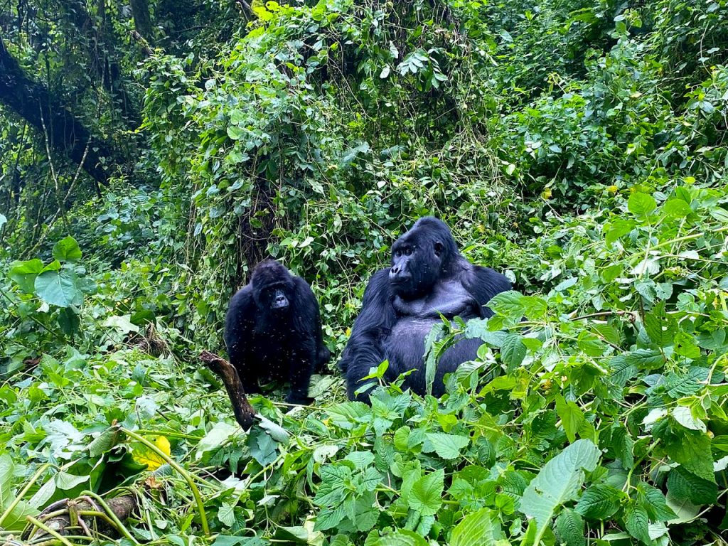 7-days-uganda-gorilla-trekking-tour