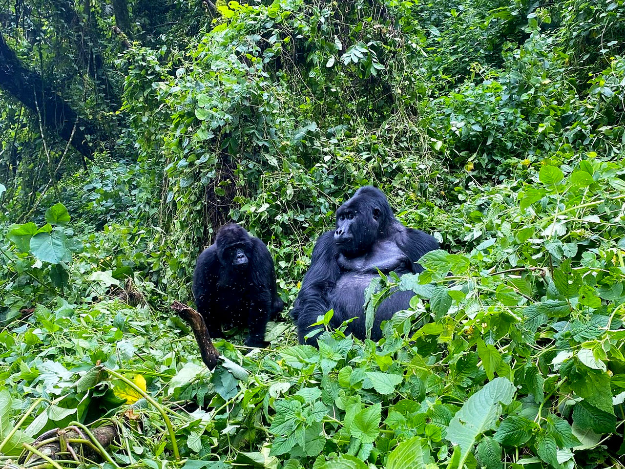 7-days-uganda-gorilla-trekking-tour
