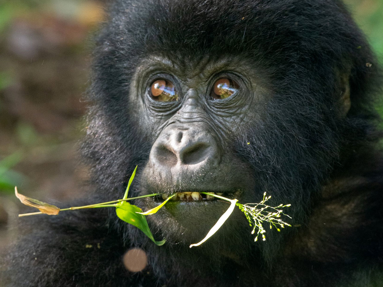 bwindi-impenetrable-national-park