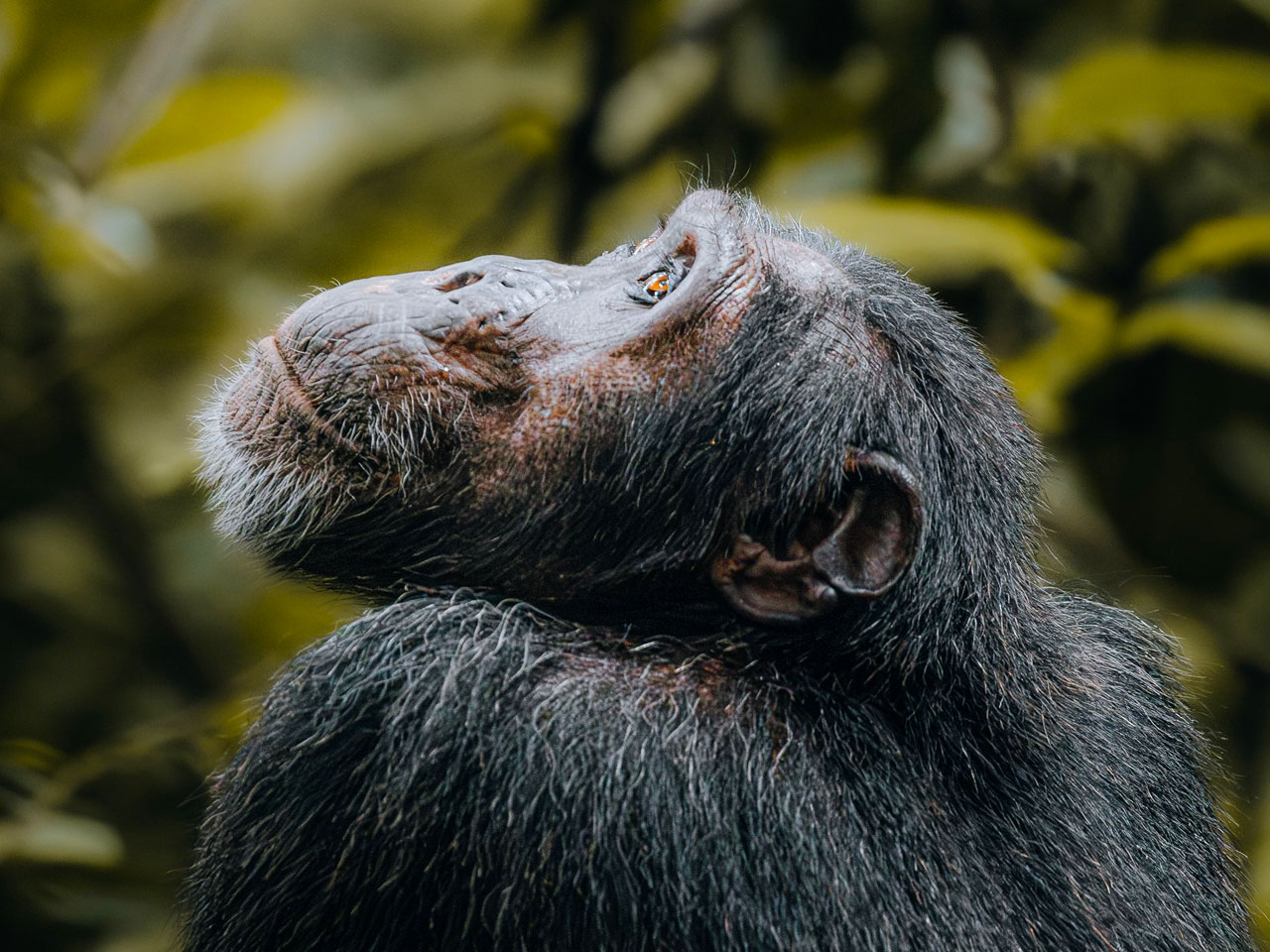 kibale-forest-national-park