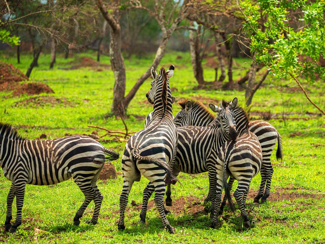 lake-mburo-national-park