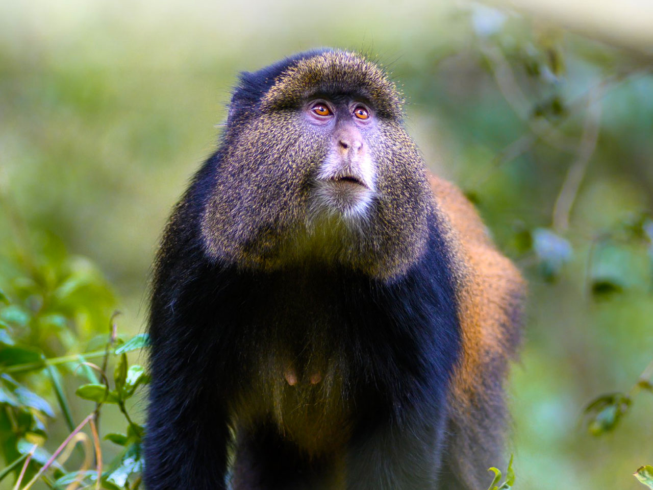 mgahinga-gorilla-national-park