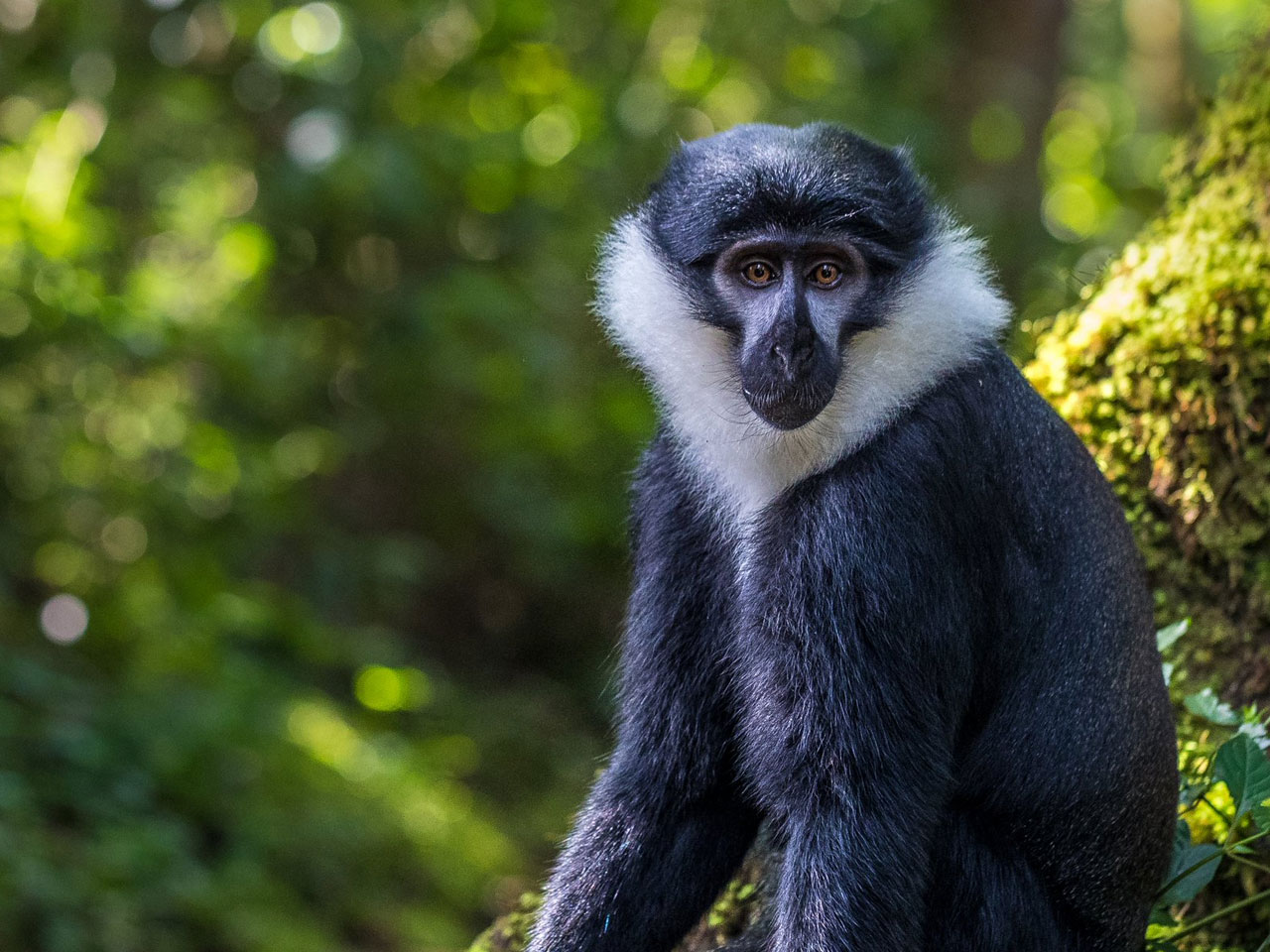 nyungwe-forest-national-park