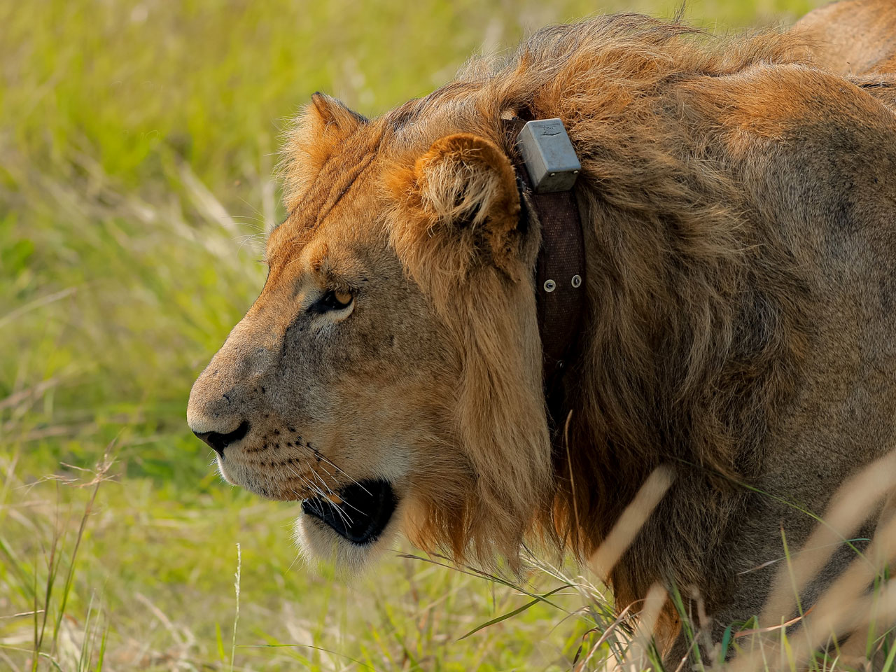 queen-elizabeth-national-park