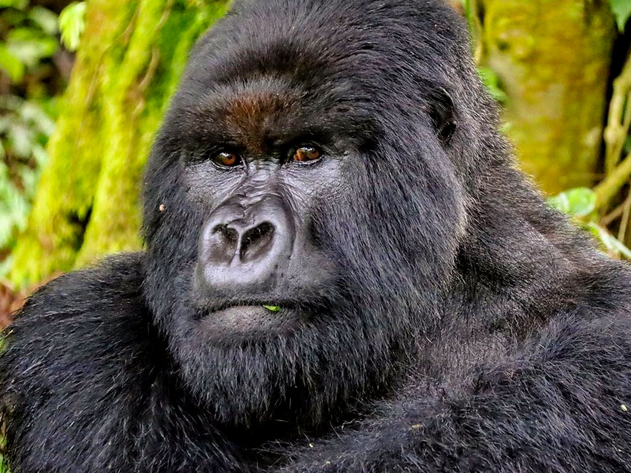 rwanda-gorilla-safari