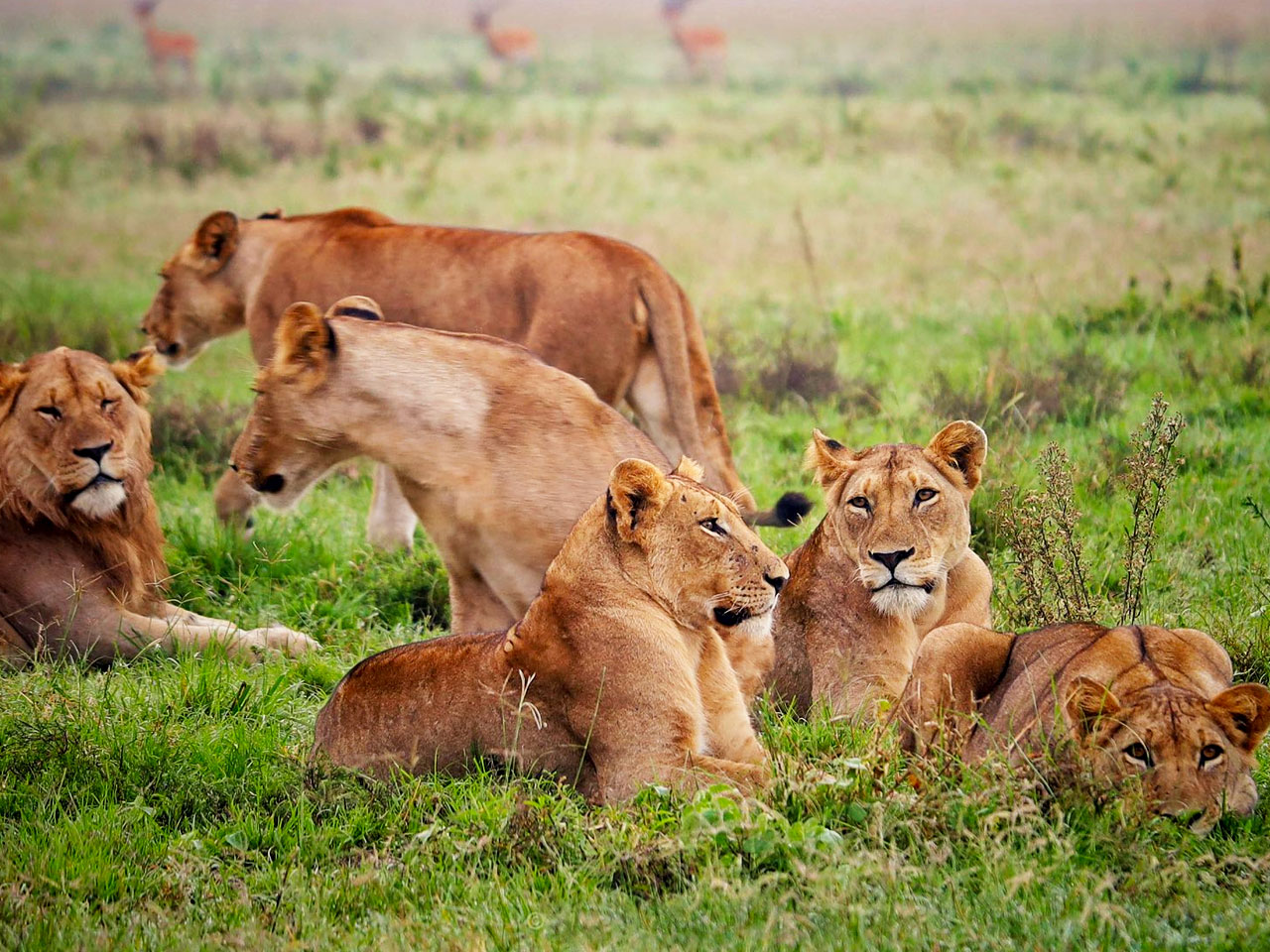 uganda-wildlife-safaris